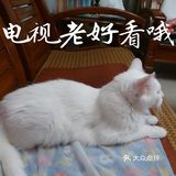 👩我家主子🐱🐱的日常👍👍