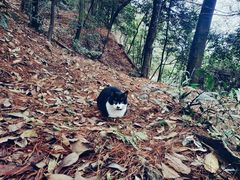 -缙云山景区
