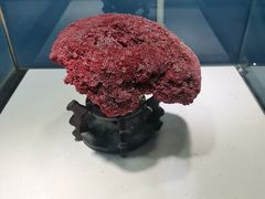 -重庆欢乐海底世界