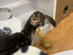 -COLOR PETS 撸猫馆·购猫·猫咖(长风大悦城店)