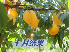 -郴州特产舜华临武鸭(郴州西站店)