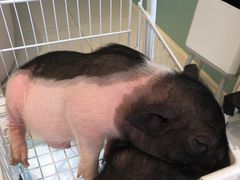 -怪兽屋·羊驼·猫咖·狗咖(俊华广场店)