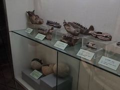 -河南自然博物馆