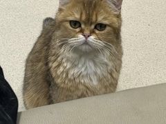 -藏猫猫咖啡主题馆(中央大道店)