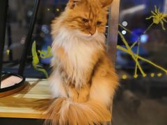 -平行世界·猫咖(首经贸店)