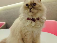 -喵喵咪呀布偶猫咖(春熙路店)
