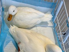 -怪兽屋·羊驼·猫咖·狗咖(俊华广场店)