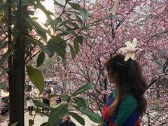 -武汉大学-樱园