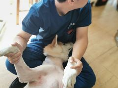 -美联众合宠物医院·爱萌分院·内外科·猫科中心