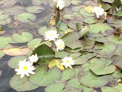 iphone_upload_pic-溱湖国家湿地公园