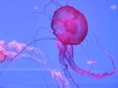 -多彩贵州城极地海洋世界