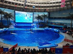 -海合安成都极地海洋公园