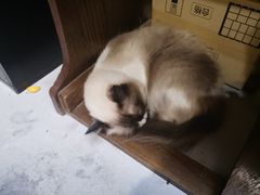-猫色咖啡·猫咖