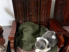 -艾贝尔宠物医院·狂犬免疫点(江山金象城店)