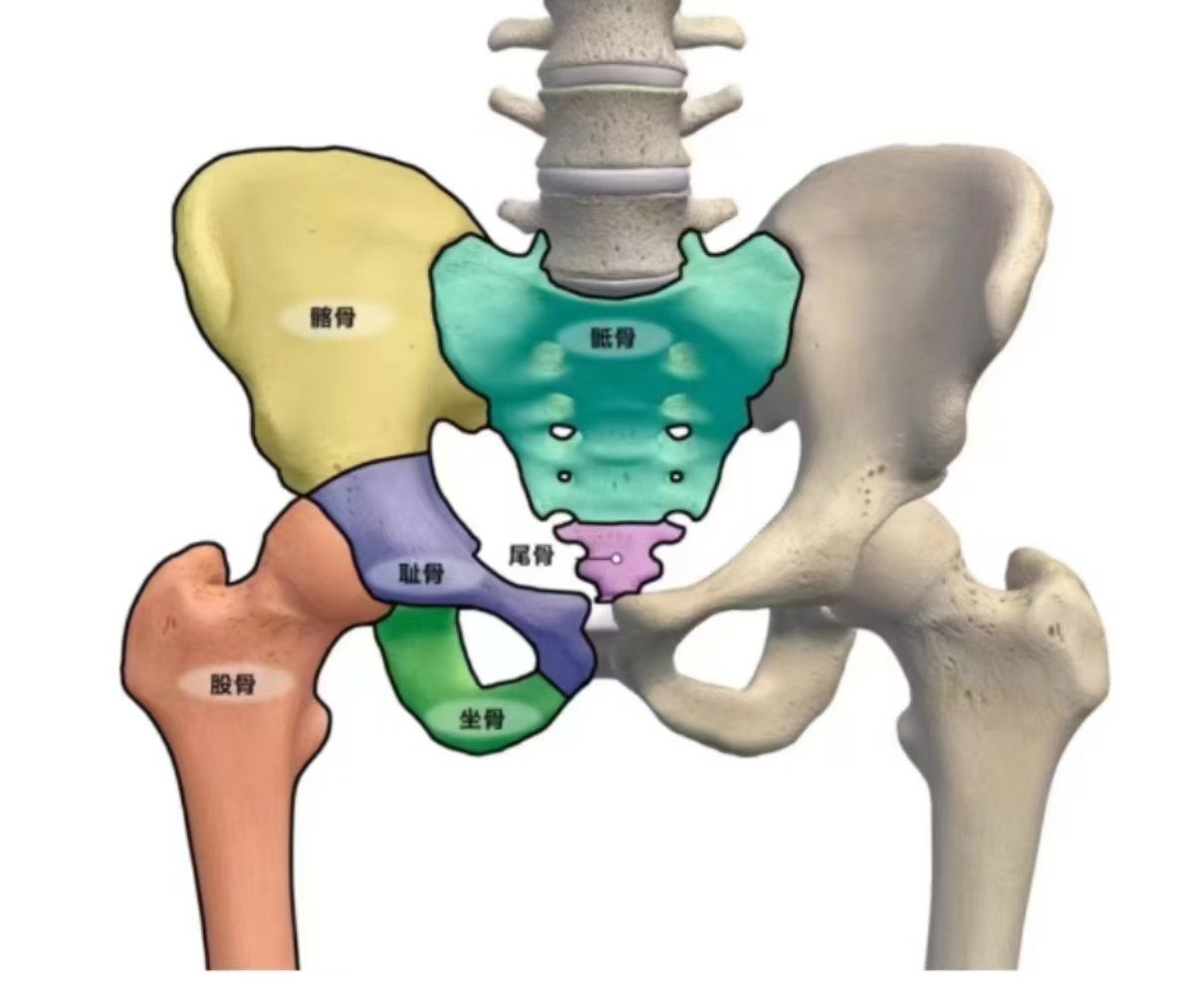 骨盆为什么重要?