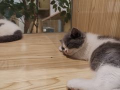 -屋虎猫馆(宝安大仟里店)