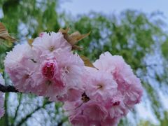 -莲花池公园