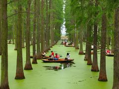 -渌洋湖湿地公园