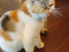 -猫岛主趣味餐厅(鼓浪屿店)