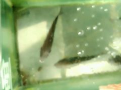 -老字号·阿里巴巴特色牦牛肉汤锅