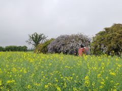 -杭州湾海上花田景区