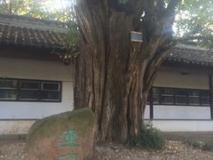 景点-苏州文庙(姑苏区)