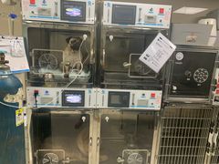 -申普宠物医院·心脏介入·心血管微创(总院)