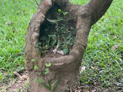 -中国科学院西双版纳热带植物园