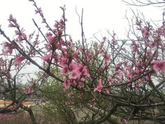 -秀丽东方