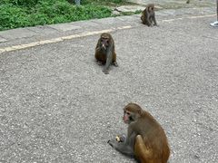 -黔灵山公园