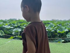 -白洋淀景区