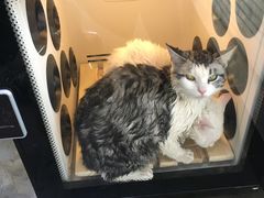 -暖阳宠物医院·犬猫康复中心·骨科