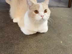 -猫大福·Fortune Cat猫舍(百子湾店)