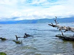 -洱海月湿地公园