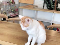 -平行世界·猫咖(首经贸店)