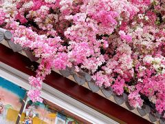 -深圳国际园林花卉博览园