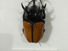 -上海昆虫博物馆