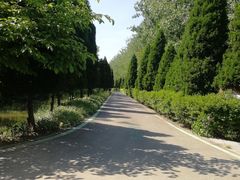 -合肥滨湖国家森林公园