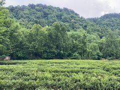 -中国茶叶博物馆(双峰馆区)