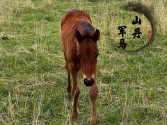 -山丹皇家马场