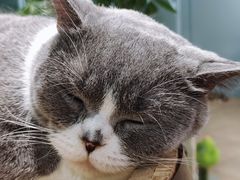 -安格丽娜·狗咖·猫咖羊驼咖(春熙路百盛商场店)