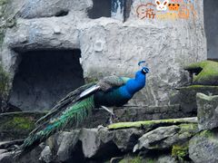 -杭州动物园