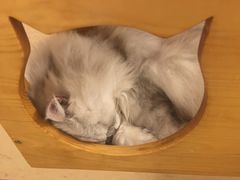 -猫友咖啡店(玉林西路店)
