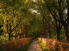 -上海共青森林公园