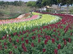 -天适樱花悠乐园