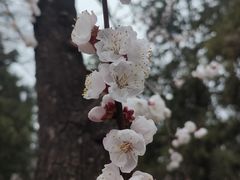 -天坛公园