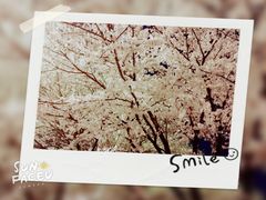 -武汉大学-樱园