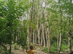 -大鹅岛绿色生态美食园