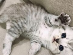 -瑞派宠物医院(搏威敦和院)