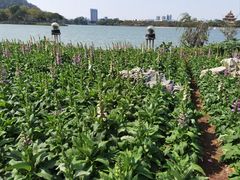-顺峰山公园